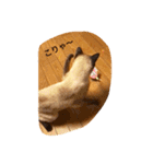 お転婆シャム猫 ココア（個別スタンプ：29）