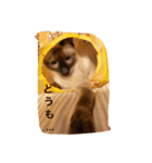 お転婆シャム猫 ココア（個別スタンプ：30）