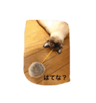 お転婆シャム猫 ココア（個別スタンプ：31）