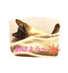 お転婆シャム猫 ココア（個別スタンプ：35）