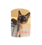 お転婆シャム猫 ココア（個別スタンプ：36）