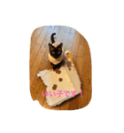 お転婆シャム猫 ココア（個別スタンプ：37）