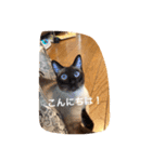 お転婆シャム猫 ココア（個別スタンプ：38）
