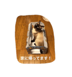 お転婆シャム猫 ココア（個別スタンプ：39）