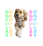 Sweet face dog LEO2（個別スタンプ：2）