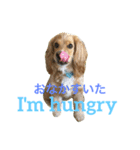 Sweet face dog LEO2（個別スタンプ：4）
