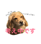 Sweet face dog LEO2（個別スタンプ：5）