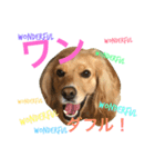 Sweet face dog LEO2（個別スタンプ：6）