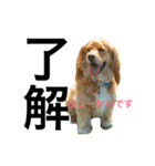 Sweet face dog LEO2（個別スタンプ：7）