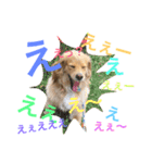 Sweet face dog LEO2（個別スタンプ：8）
