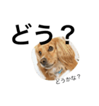 Sweet face dog LEO2（個別スタンプ：9）