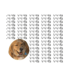 Sweet face dog LEO2（個別スタンプ：12）