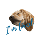 Sweet face dog LEO2（個別スタンプ：14）