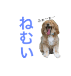 Sweet face dog LEO2（個別スタンプ：15）
