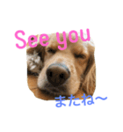 Sweet face dog LEO2（個別スタンプ：16）