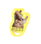 poupon2（個別スタンプ：1）