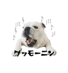 ブルドッグのはっちゃん（個別スタンプ：1）