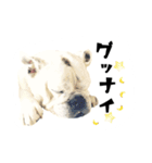 ブルドッグのはっちゃん（個別スタンプ：2）