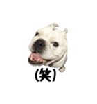 ブルドッグのはっちゃん（個別スタンプ：3）