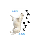 ブルドッグのはっちゃん（個別スタンプ：4）