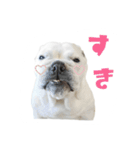ブルドッグのはっちゃん（個別スタンプ：5）