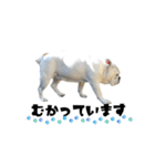 ブルドッグのはっちゃん（個別スタンプ：7）