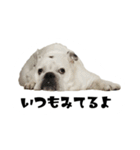 ブルドッグのはっちゃん（個別スタンプ：8）