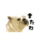 ブルドッグのはっちゃん（個別スタンプ：9）