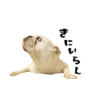 ブルドッグのはっちゃん（個別スタンプ：10）
