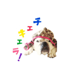 ブルドッグのはっちゃん（個別スタンプ：12）