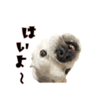 ブルドッグのはっちゃん（個別スタンプ：13）