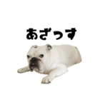 ブルドッグのはっちゃん（個別スタンプ：14）