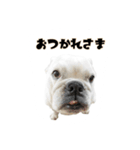 ブルドッグのはっちゃん（個別スタンプ：15）