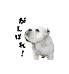 ブルドッグのはっちゃん（個別スタンプ：16）