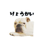 ブルドッグのはっちゃん（個別スタンプ：17）