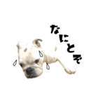 ブルドッグのはっちゃん（個別スタンプ：18）