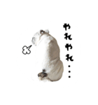 ブルドッグのはっちゃん（個別スタンプ：19）