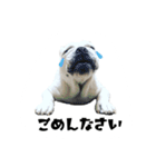 ブルドッグのはっちゃん（個別スタンプ：20）