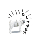 ブルドッグのはっちゃん（個別スタンプ：21）