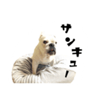 ブルドッグのはっちゃん（個別スタンプ：23）