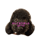 プードル＆ゴールデンレトリバー（個別スタンプ：1）