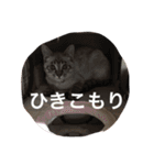 シャムミックスのモコちゃん（個別スタンプ：13）