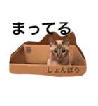 シャムミックスのモコちゃん（個別スタンプ：33）