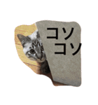シャムミックスのモコちゃん（個別スタンプ：34）