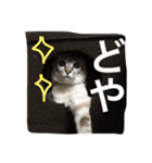 シャムミックスのモコちゃん（個別スタンプ：38）