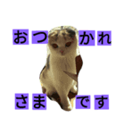 すこたん（個別スタンプ：6）