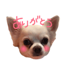 maro maro days.（個別スタンプ：1）