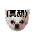 maro maro days.（個別スタンプ：13）