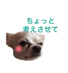 maro maro days.（個別スタンプ：14）