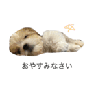 ぽん太とコロ（個別スタンプ：4）